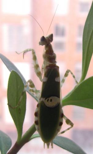Réf. 230 408 : Creobroter sp.